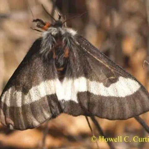 thumbnail for publication: Buck moth Hemileuca maia (Drury)